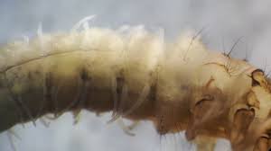 Attēlu rezultāti vaicājumam “Chaetopteryx villosa”