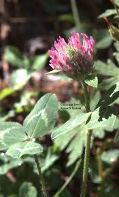 Attēlu rezultāti vaicājumam “Trifolium pratense leaf”