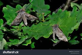 Attēlu rezultāti vaicājumam “Laothoe amurensis”