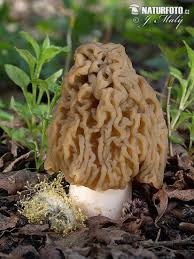 Attēlu rezultāti vaicājumam “Verpa bohemica”