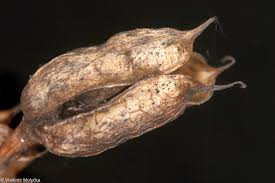 Attēlu rezultāti vaicājumam “Delphinium elatum  fruit”