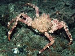 Image result for Lithodes maja