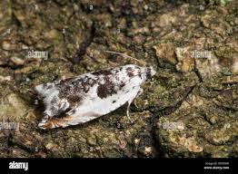 Attēlu rezultāti vaicājumam “Ancylis laetana”