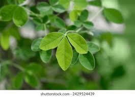 Attēlu rezultāti vaicājumam “Laburnum anagyroides leaf”