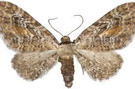 Attēlu rezultāti vaicājumam “Eupithecia icterata”