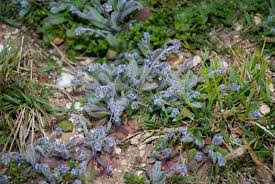 Attēlu rezultāti vaicājumam “Myosotis ramosissima flower”