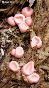 Attēlu rezultāti vaicājumam “Lycogala cf. fossiculatum macro”