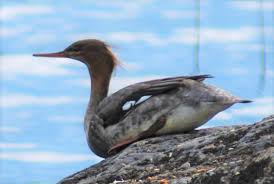 Attēlu rezultāti vaicājumam “Mergus serrator female”