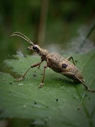 Attēlu rezultāti vaicājumam “Rhagium mordax”