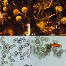 Attēlu rezultāti vaicājumam “Arcyria affinis spores”