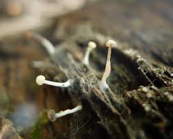 Attēlu rezultāti vaicājumam “Cudoniella acicularis”