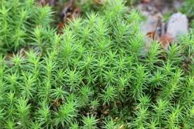 Attēlu rezultāti vaicājumam “Polytrichastrum pallidisetum”