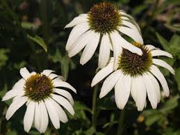 Image result for Echinacea purpurea