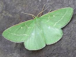 Attēlu rezultāti vaicājumam “Thetidia smaragdaria”