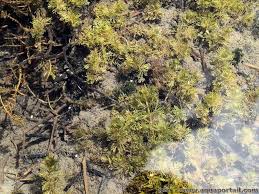 Attēlu rezultāti vaicājumam “Myriophyllum alterniflorum”