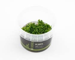 Attēlu rezultāti vaicājumam “Elatine hydropiper”