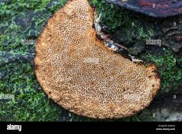 Attēlu rezultāti vaicājumam “Trametes gibbosa”