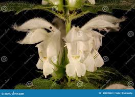 Attēlu rezultāti vaicājumam “Lamium album flower”