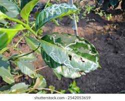 Attēlu rezultāti vaicājumam “Lyonetiidae”