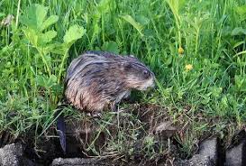 Attēlu rezultāti vaicājumam “Ondatra zibethicus”