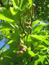 Attēlu rezultāti vaicājumam “Magnolia kobus fruit”