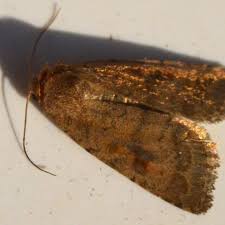 Attēlu rezultāti vaicājumam “Caradrina morpheus”