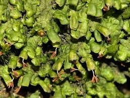 Attēlu rezultāti vaicājumam “Lophozia longidens”