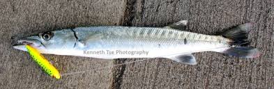 Image result for Sphyraena barracuda