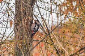Attēlu rezultāti vaicājumam “Dendrocopos minor”