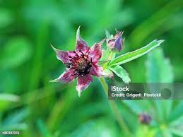 Attēlu rezultāti vaicājumam “Comarum palustre flower”