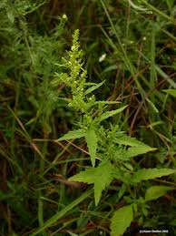 Image result for Chenopodium ambrosioides
