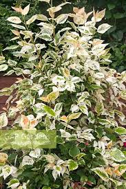 Attēlu rezultāti vaicājumam “Populus x gileadensis”