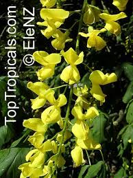 Attēlu rezultāti vaicājumam “Laburnum alpinum flower”
