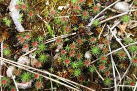 Attēlu rezultāti vaicājumam “Polytrichum juniperinum sporophyte”