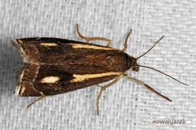 Attēlu rezultāti vaicājumam “Crambus heringiellus”