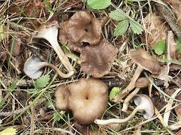 Attēlu rezultāti vaicājumam “Pseudocraterellus”