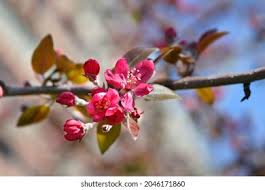 Attēlu rezultāti vaicājumam “Malus purpurea leaf”