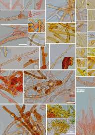 Attēlu rezultāti vaicājumam “Crustoderma dryinum”