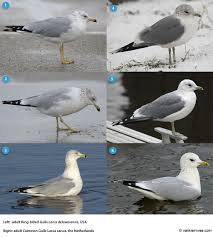 Attēlu rezultāti vaicājumam “Larus canus adult”