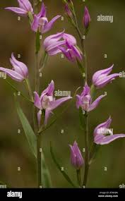 Attēlu rezultāti vaicājumam “Cephalanthera rubra bud”