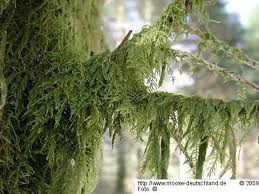 Attēlu rezultāti vaicājumam “Hypnum cupressiforme var. filiforme”