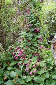 Image result for Rhodochiton atrosanguineum