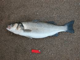 Image result for Dicentrarchus labrax