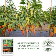 Afbeeldingsresultaat voor hungarian sweet apple sweet pepper