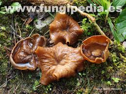 Attēlu rezultāti vaicājumam “Disciotis venosa”