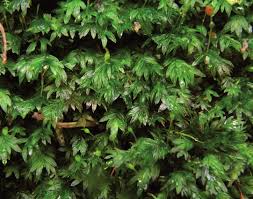 Attēlu rezultāti vaicājumam “Fissidens bryoides”