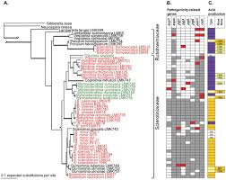 Attēlu rezultāti vaicājumam “Myriosclerotinia scirpicola”