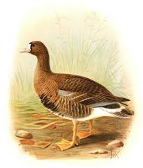 Attēlu rezultāti vaicājumam “Anser albifrons”