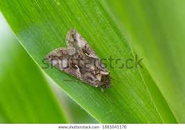 Attēlu rezultāti vaicājumam “Autographa gamma”