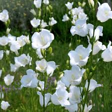 Image result for Glockenblumen